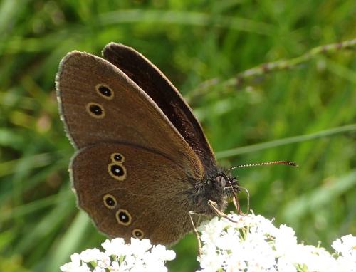 Réf. 235 008 : Aphantopus hyperantus